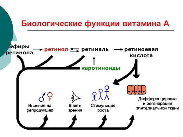 Биологические функции витамина А Эфиры ретинола ретинол ретиналь ретиноевая кислота каротиноиды