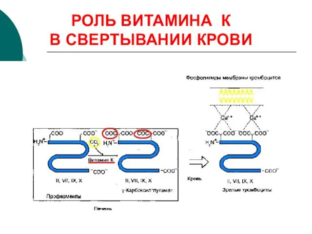 РОЛЬ ВИТАМИНА К В СВЕРТЫВАНИИ КРОВИ