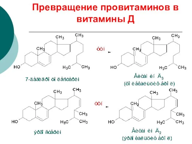 Превращение провитаминов в витамины Д