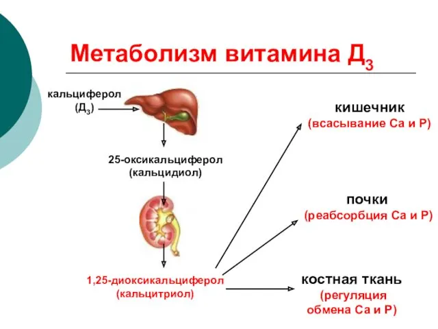 Метаболизм витамина Д3 кальциферол (Д3) 25-оксикальциферол (кальцидиол) 1,25-диоксикальциферол (кальцитриол) кишечник (всасывание Са и