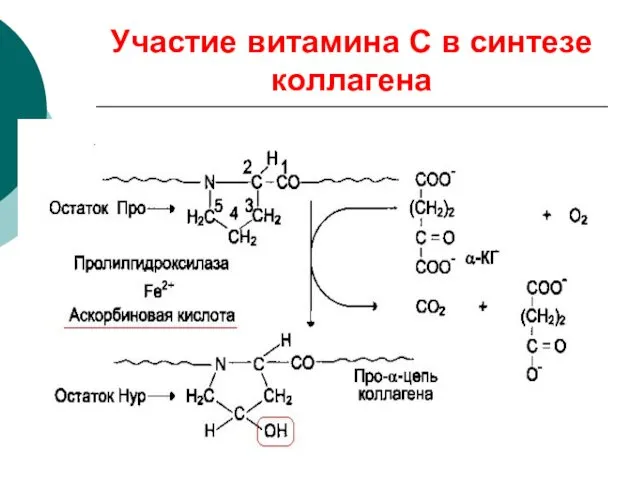 Участие витамина С в синтезе коллагена