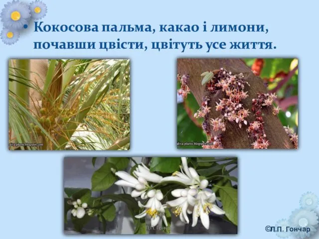 Кокосова пальма, какао і лимони, почавши цвісти, цвітуть усе життя. Л.П. Гончар © Л.П. Гончар