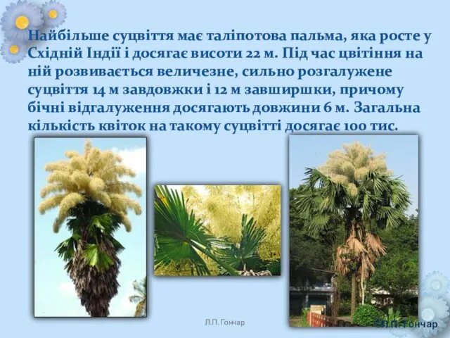 Найбільше суцвіття має таліпотова пальма, яка росте у Східній Індії