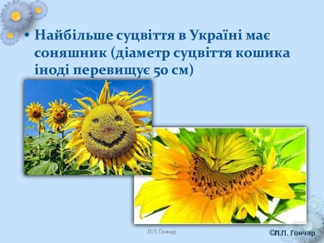 Найбільше суцвіття в Україні має соняшник (діаметр суцвіття кошика іноді