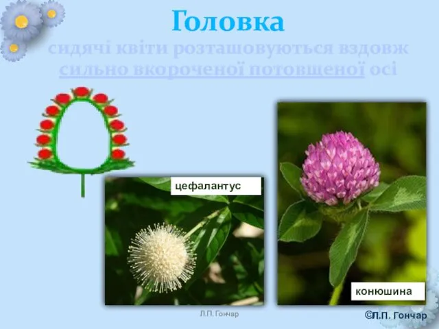 цефалантус Головка сидячі квіти розташовуються вздовж сильно вкороченої потовщеної осі конюшина Л.П. Гончар © Л.П. Гончар