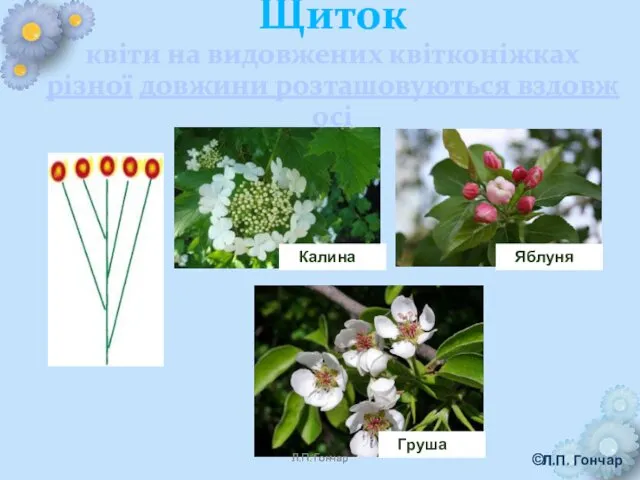 Щиток квіти на видовжених квітконіжках різної довжини розташовуються вздовж осі