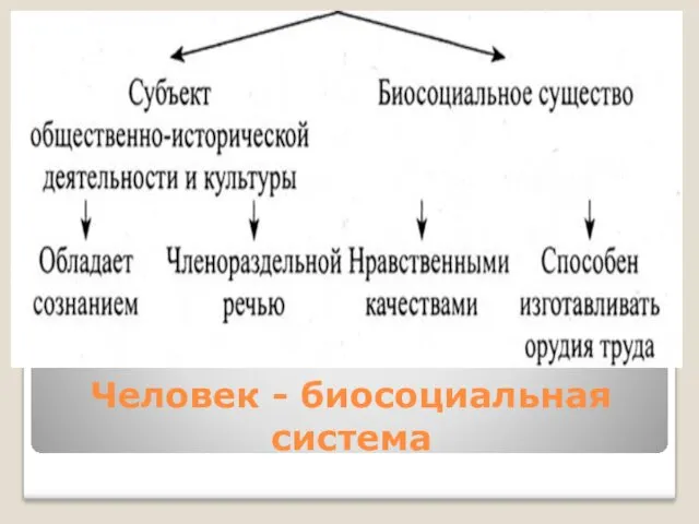 Человек - биосоциальная система