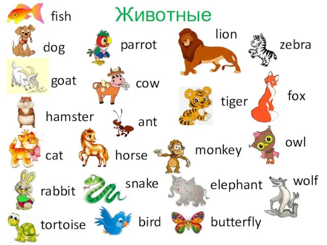 Животные fish dog hamster goat cat rabbit parrot tortoise cow