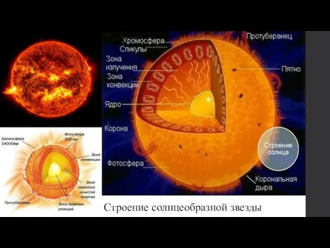 Строение солнцеобразной звезды