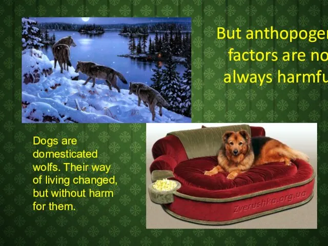 But anthopogenic factors are not always harmful. Dogs are domesticated