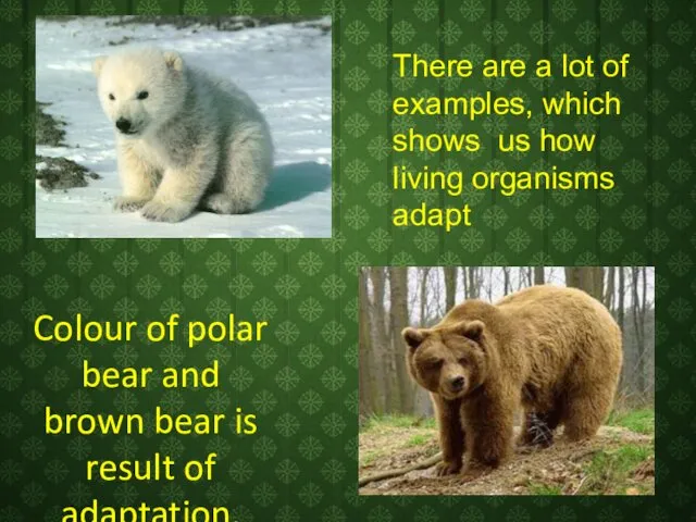 Colour of polar bear and brown bear is result of