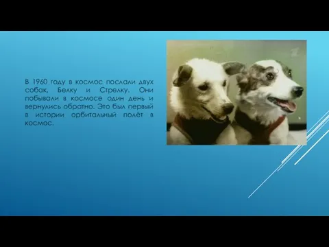 В 1960 году в космос послали двух собак, Белку и