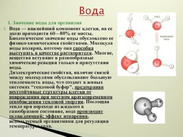 1. Значение воды для организма Вода — важнейший компонент клетки,