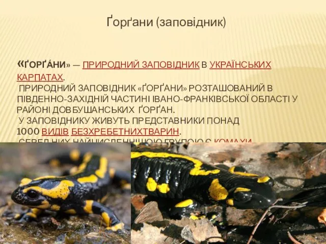 «ҐОРҐА́НИ» — ПРИРОДНИЙ ЗАПОВІДНИК В УКРАЇНСЬКИХ КАРПАТАХ. ПРИРОДНИЙ ЗАПОВІДНИК «ҐОРҐАНИ»