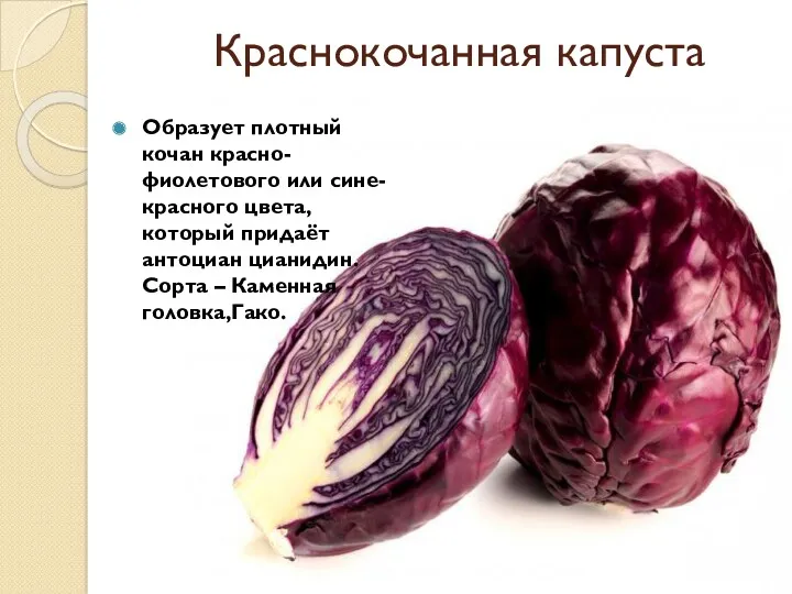 Краснокочанная капуста Образует плотный кочан красно-фиолетового или сине-красного цвета, который