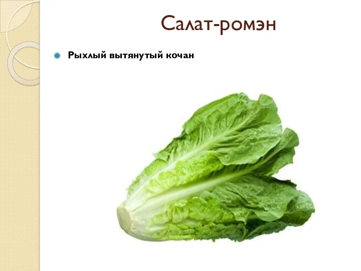 Салат-ромэн Рыхлый вытянутый кочан