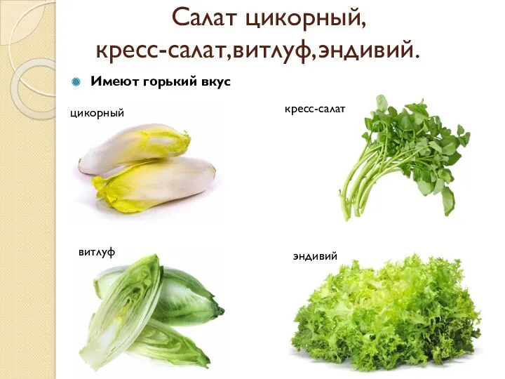 Салат цикорный, кресс-салат,витлуф,эндивий. Имеют горький вкус цикорный кресс-салат витлуф эндивий