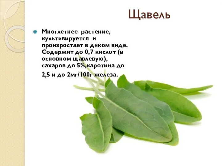 Щавель Многлетнее растение, культивируется и произростает в диком виде. Содержит