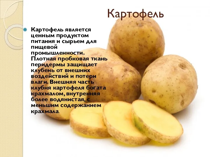 Картофель Картофель является ценным продуктом питания и сырьем для пищевой