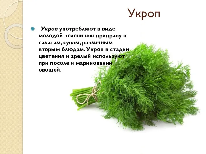 Укроп Укроп употребляют в виде молодой зелени как приправу к