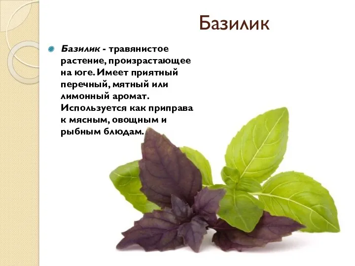 Базилик Базилик - травянистое растение, произрастающее на юге. Имеет приятный