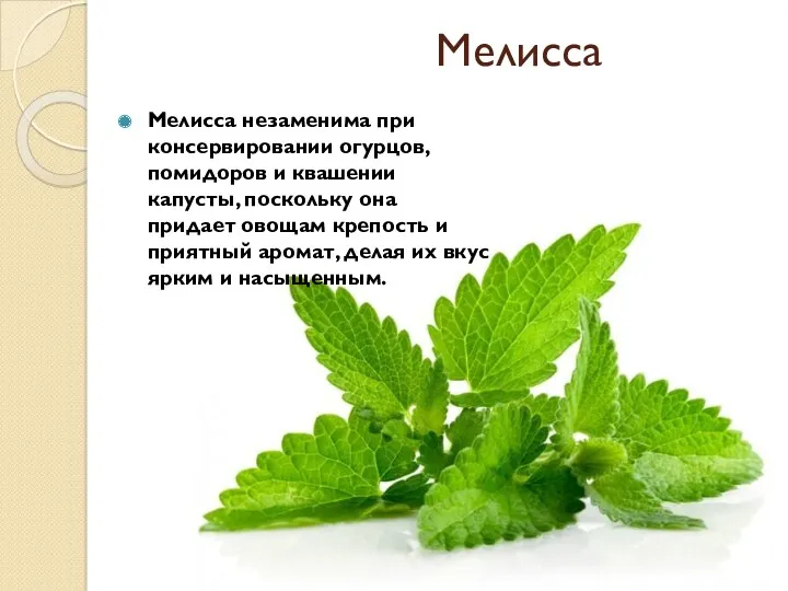 Мелисса Мелисса незаменима при консервировании огурцов, помидоров и квашении капусты,