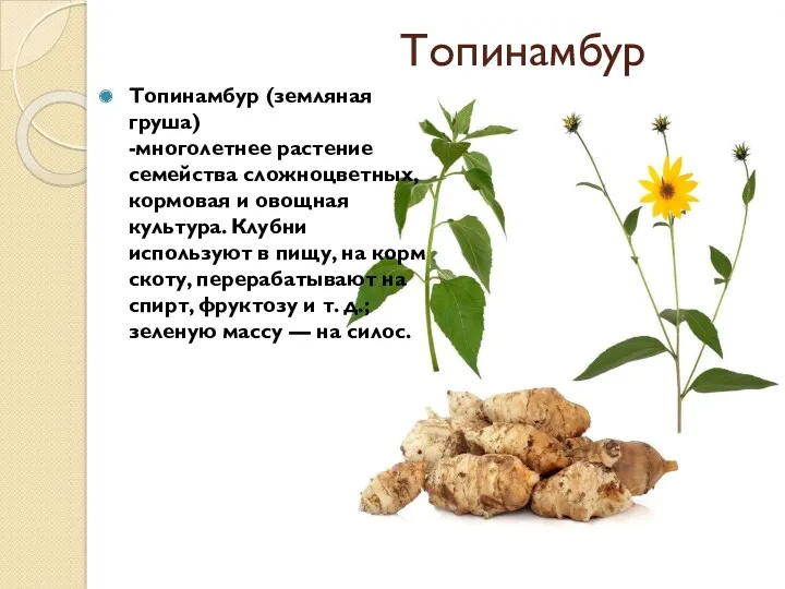 Топинамбур Топинамбур (земляная груша) -многолетнее растение семейства сложноцветных, кормовая и