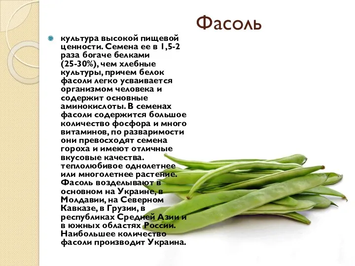 Фасоль культура высокой пищевой ценности. Семена ее в 1,5-2 раза