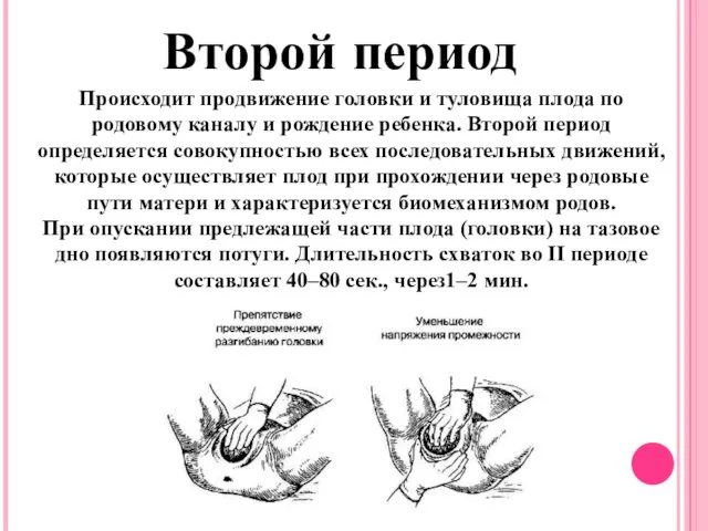 Второй период Происходит продвижение головки и туловища плода по родовому