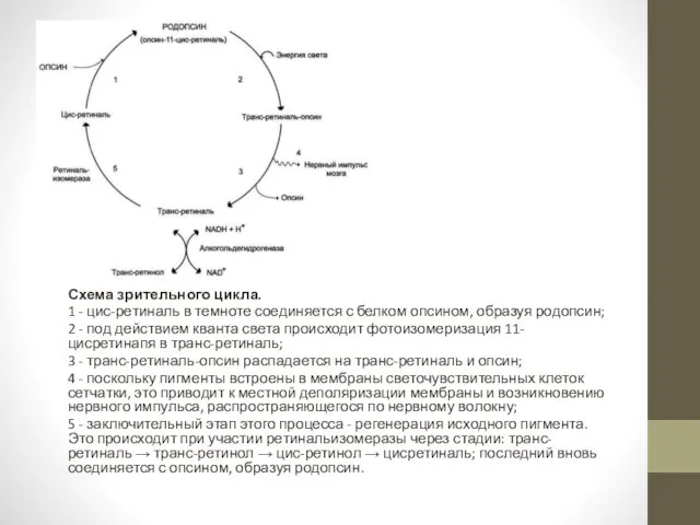 Схема зрительного цикла. 1 - цис-ретиналь в темноте соединяется с