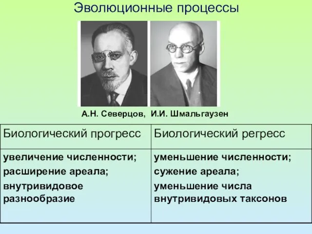 Эволюционные процессы А.Н. Северцов, И.И. Шмальгаузен