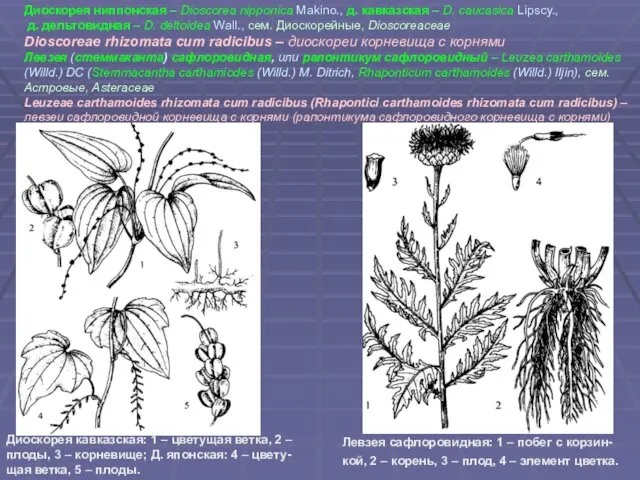 Диоскорея ниппонская – Dioscorea nipponica Makino., д. кавказская – D.