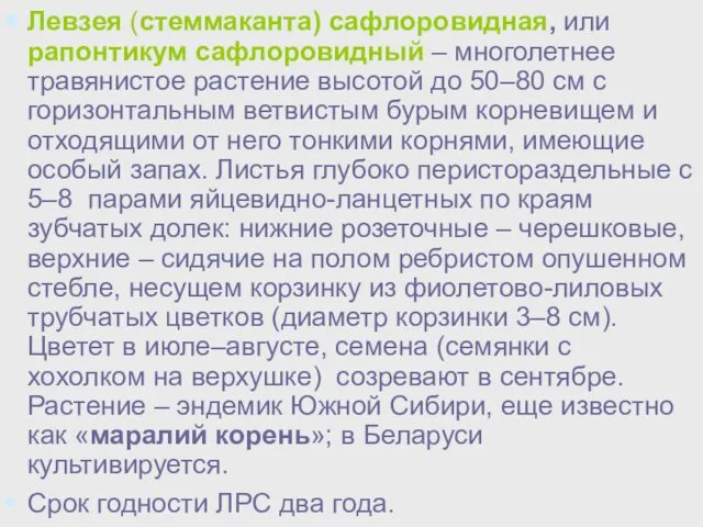 Левзея (стеммаканта) сафлоровидная, или рапонтикум сафлоровидный – многолетнее травянистое растение