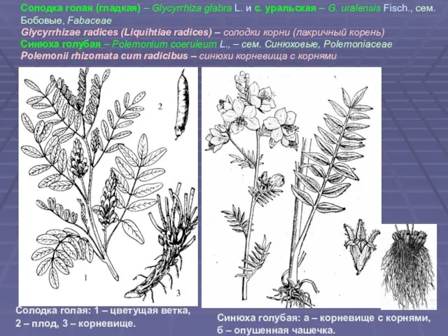 Солодка голая (гладкая) – Glycyrrhiza glabra L. и с. уральская