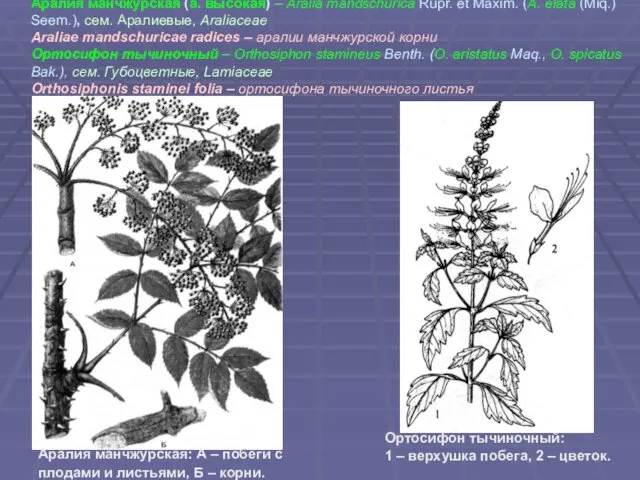 Аралия манчжурская (а. высокая) – Aralia mandschurica Rupr. еt Maxim.