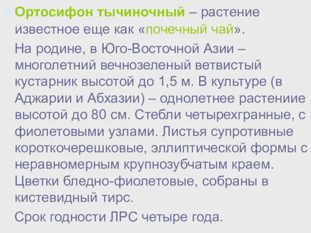 Ортосифон тычиночный – растение известное еще как «почечный чай». На