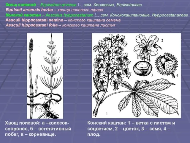 Хвощ полевой – Equisetum arvense L., сем. Хвощевые, Equisetaceae Equiseti