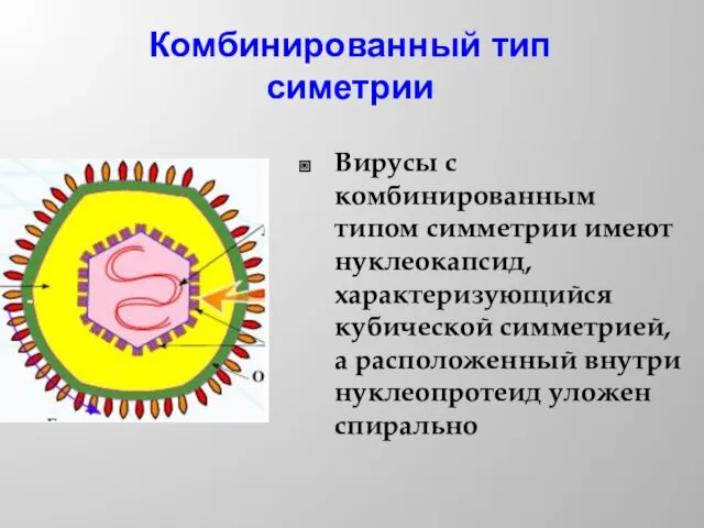 Комбинированный тип симетрии Вирусы с комбинированным типом симметрии имеют нуклеокапсид,