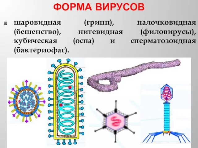 ФОРМА ВИРУСОВ шаровидная (грипп), палочковидная (бешенство), нитевидная (филовирусы), кубическая (оспа) и сперматозоидная (бактериофаг).