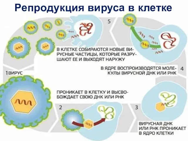 Репродукция вируса в клетке