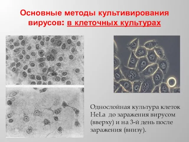 Основные методы культивирования вирусов: в клеточных культурах Однослойная культура клеток