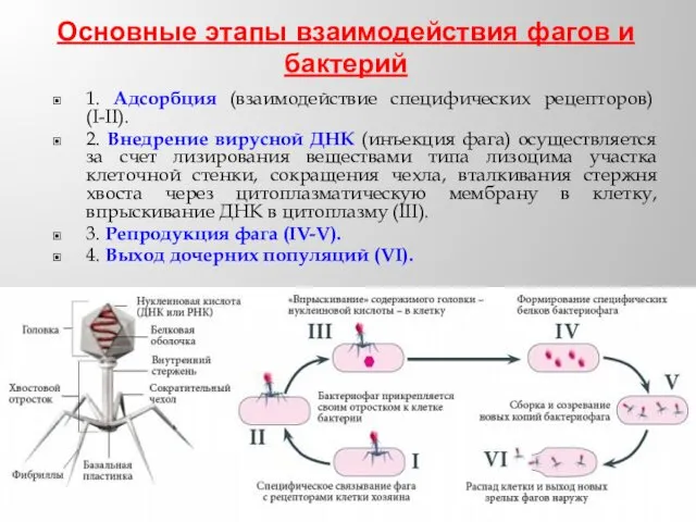 Основные этапы взаимодействия фагов и бактерий 1. Адсорбция (взаимодействие специфических