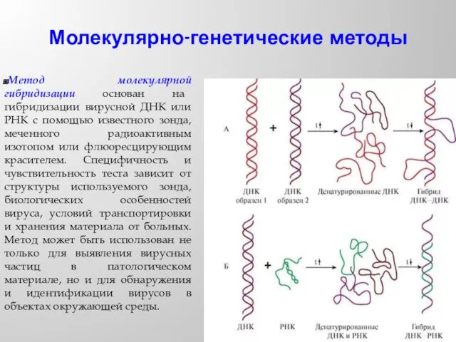 Молекулярно-генетические методы Метод молекулярной гибридизации основан на гибридизации вирусной ДНК