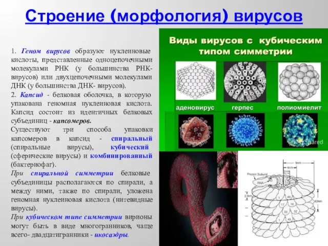 Строение (морфология) вирусов 1. Геном вирусов образуют нуклеиновые кислоты, представленные