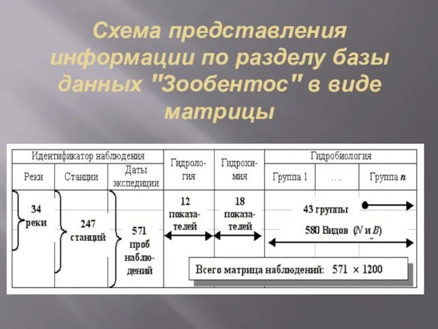 Схема представления информации по разделу базы данных "Зообентос" в виде матрицы