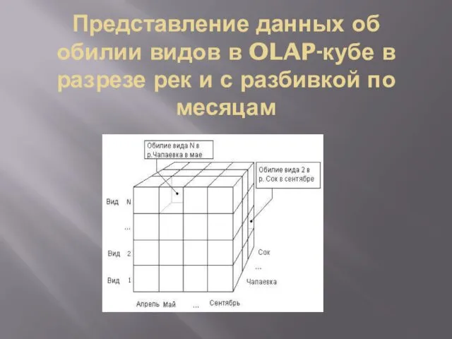 Представление данных об обилии видов в OLAP-кубе в разрезе рек и с разбивкой по месяцам