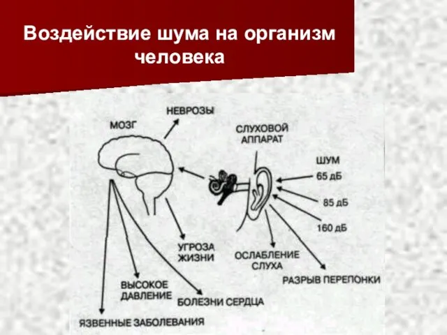 Воздействие шума на организм человека