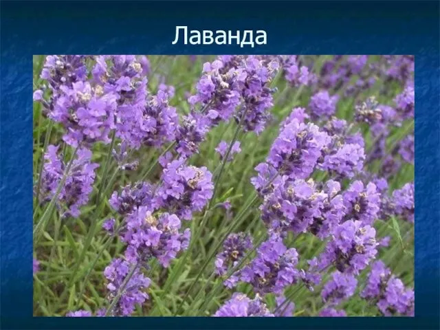 Лаванда