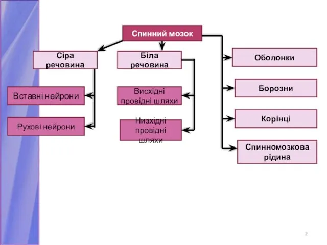 Спинний мозок Сіра речовина Біла речовина Оболонки Вставні нейрони Рухові нейрони Висхідні провідні