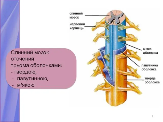 Спинний мозок оточений трьома оболонками: - твердою, павутинною, м'якою.